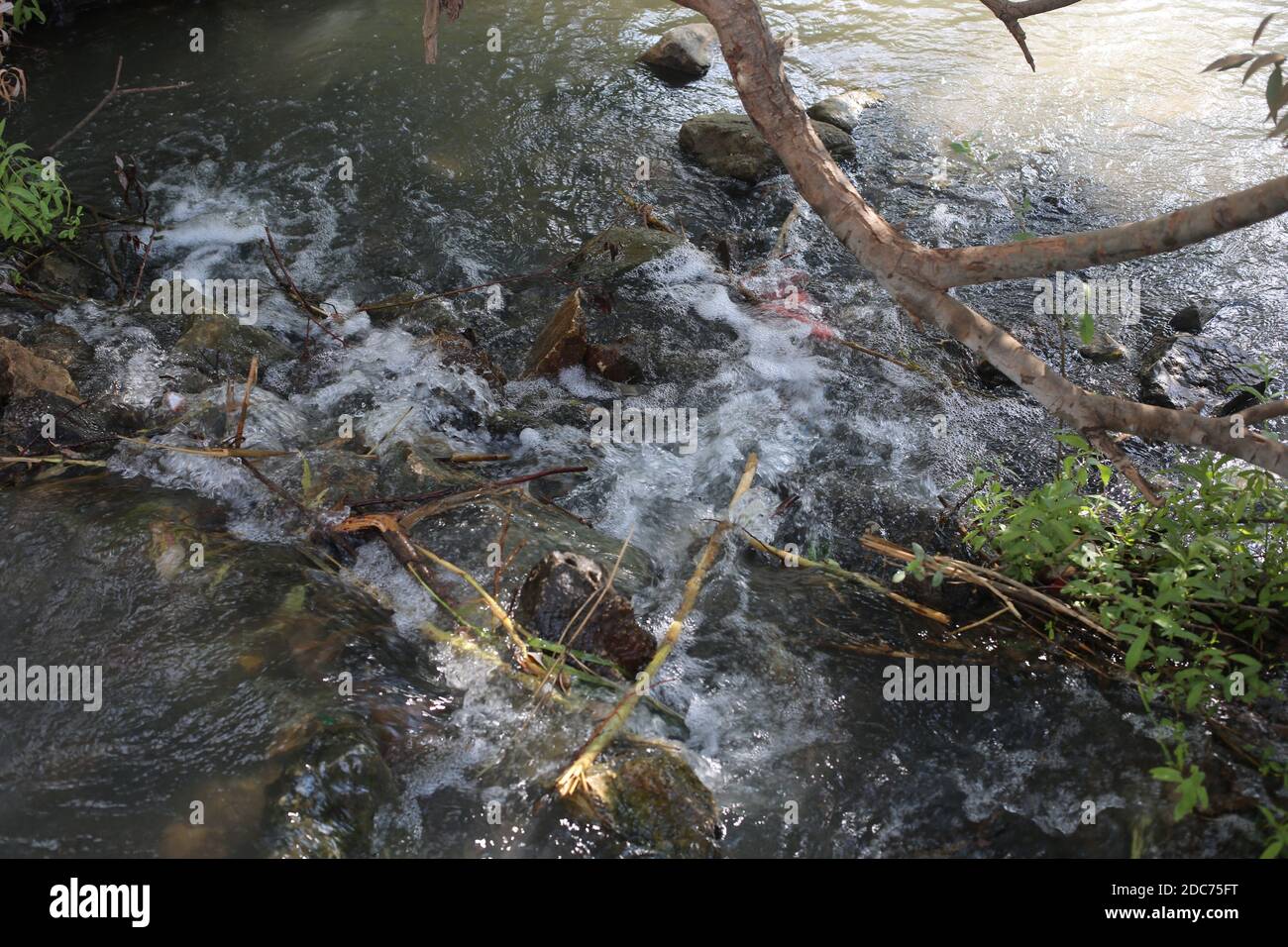 Reeds on the banks of the Jordan River Stock Photo