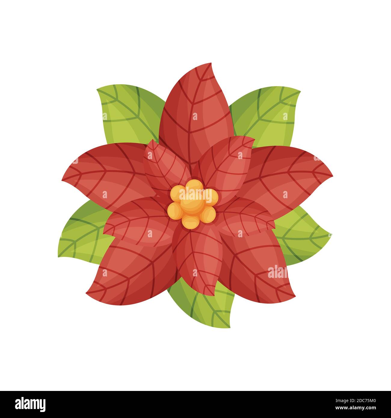 Cartoon Christmas flower plant Poinsettia. Vectoe illustration Stock