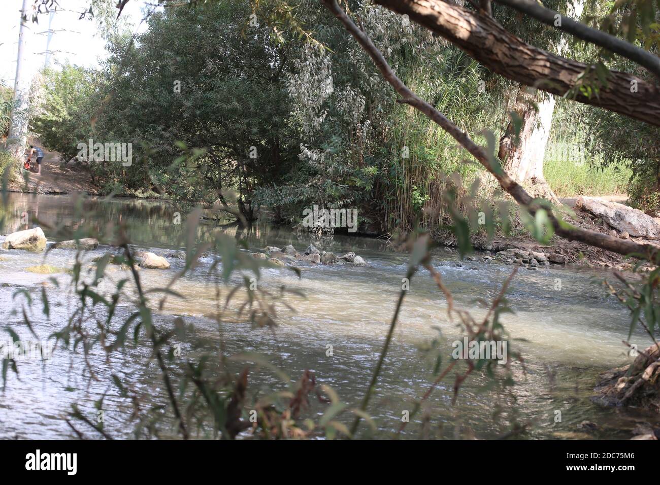 Reeds on the banks of the Jordan River Stock Photo