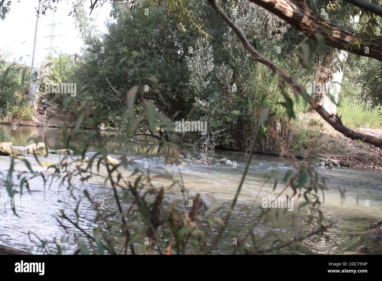 Reeds on the banks of the Jordan River Stock Photo