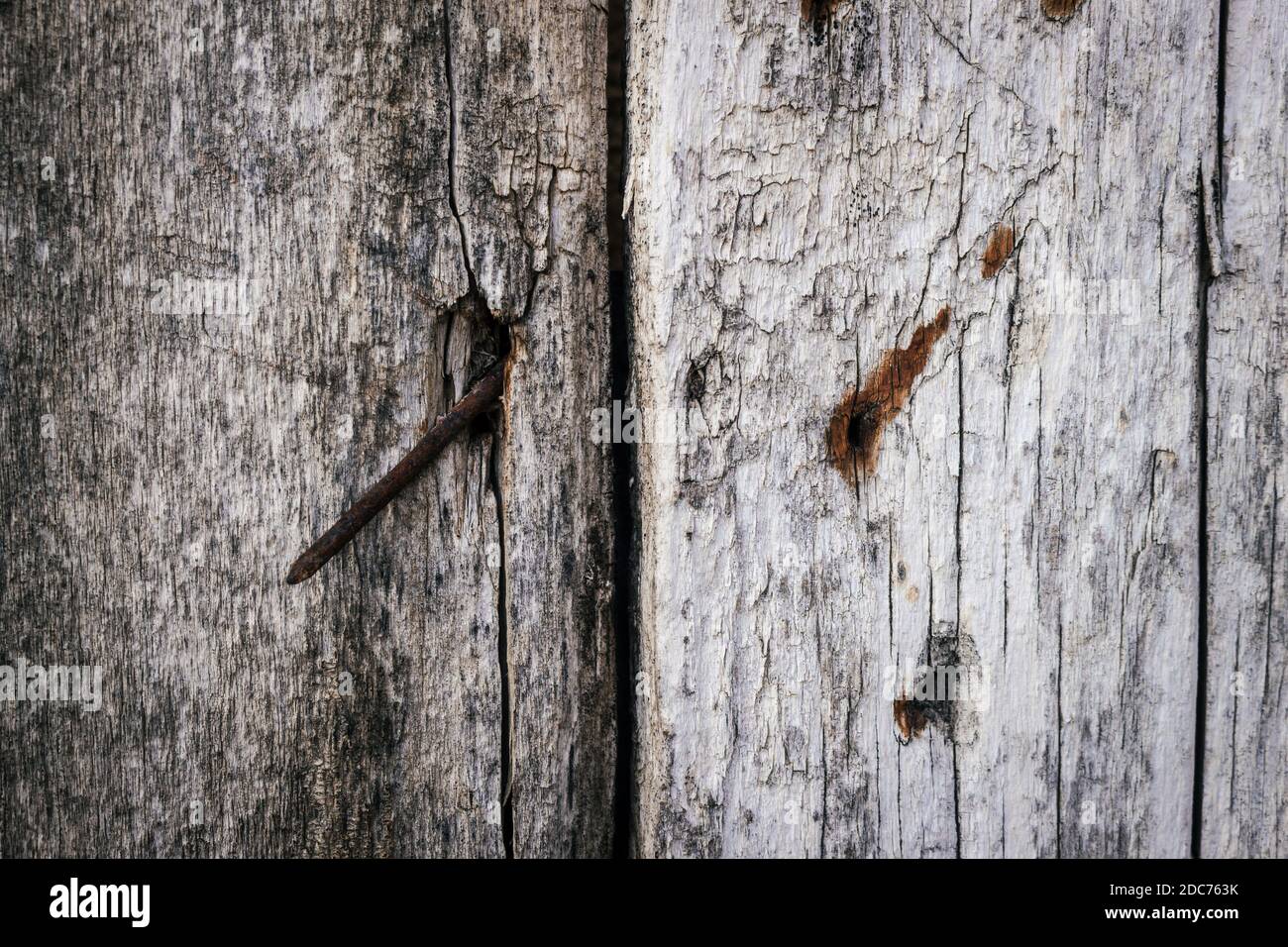 Texture of old wooden planks with lots of cracks, scratches, holes and rusty nails. Close up. Stock Photo