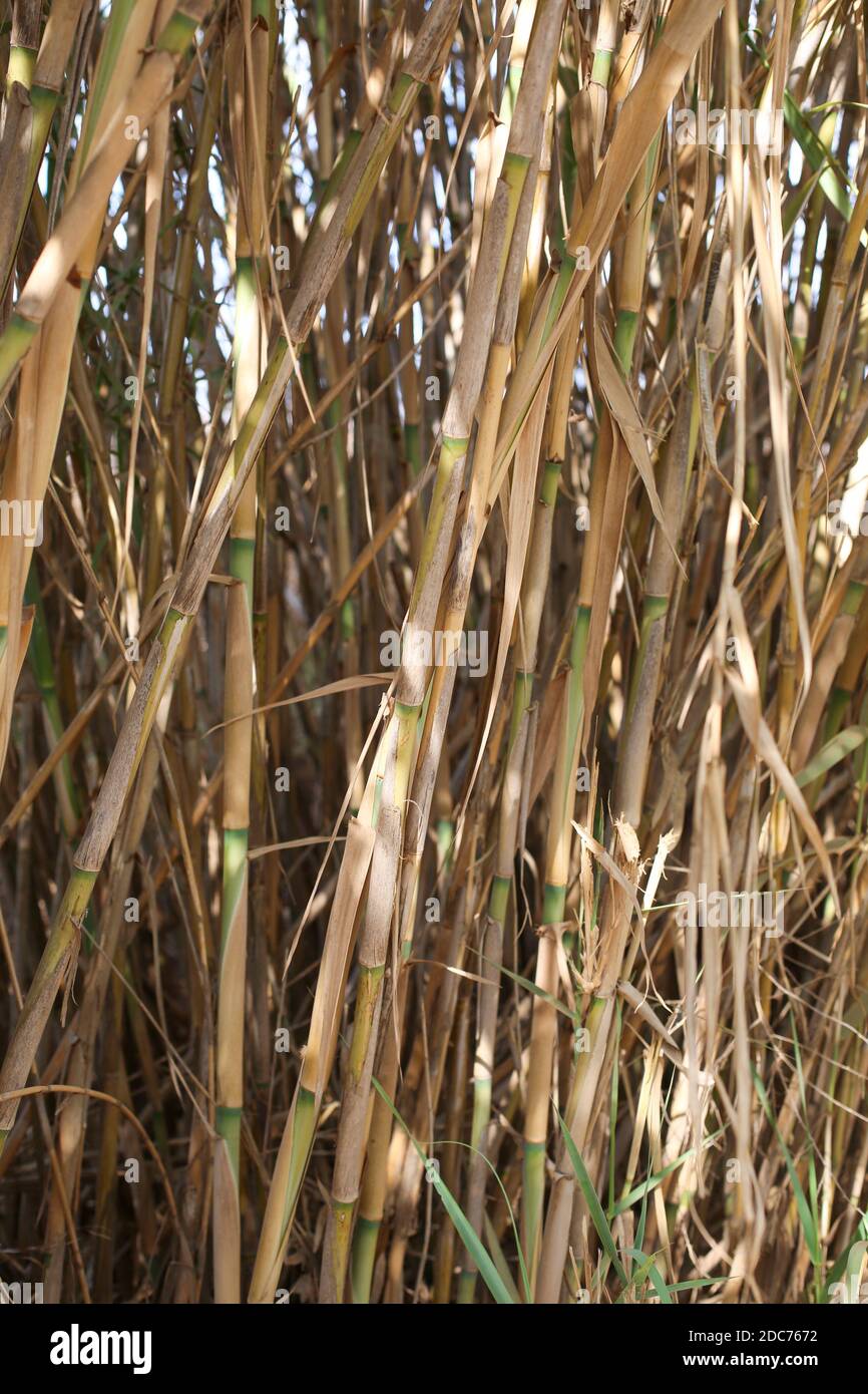 Close up of the Reeds on the banks of the Jordan River Stock Photo
