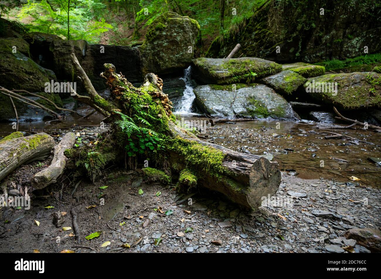 ferns and mushrooms grow on an old tree stump that lies in a riverbed, nature takes it all back Stock Photo