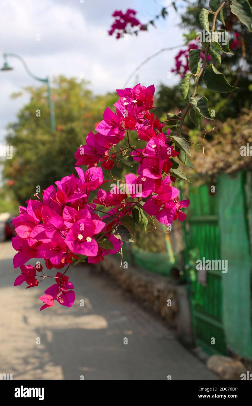 Red flowers of a Bougainvillea bush close up Stock Photo