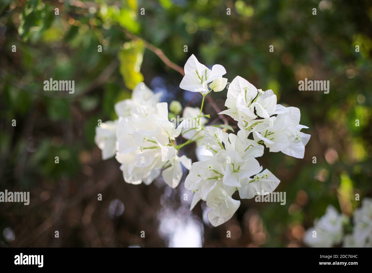 Pure White flowers of a Bougainvillea bush Stock Photo
