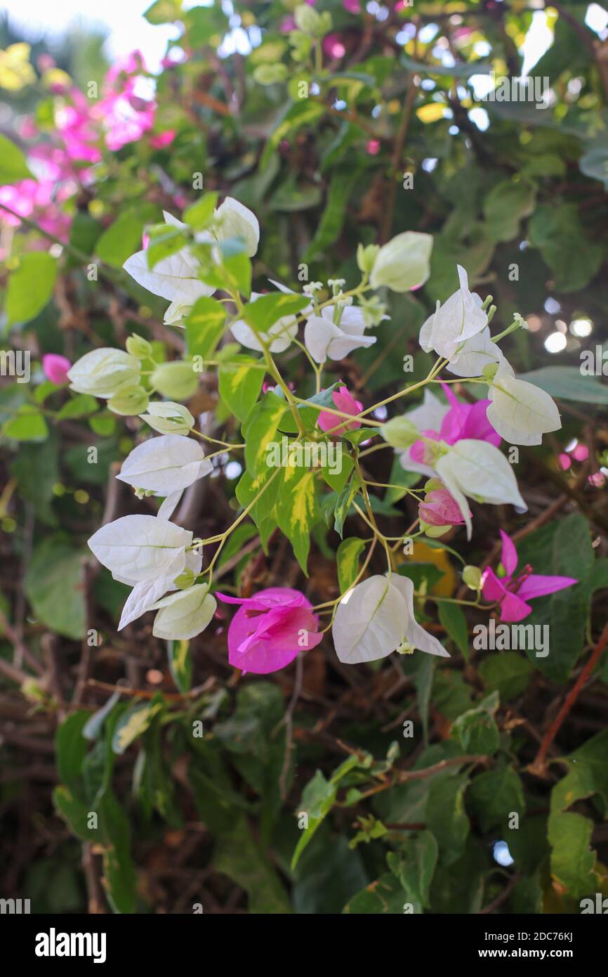 Pink and white flowers of a Bougainvillea bush close up Stock Photo