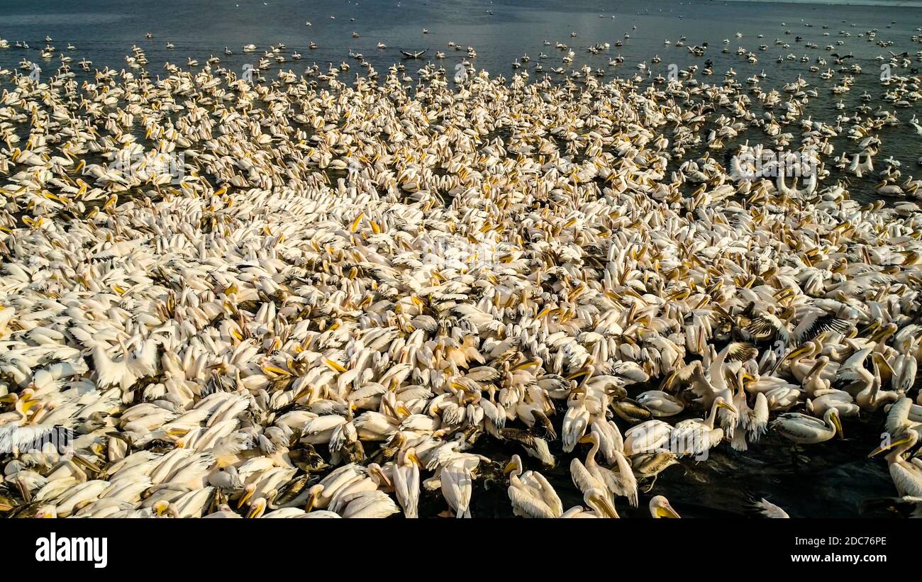 Drone photography of a large flock of  great white pelican (Pelecanus onocrotalus) also known as the eastern white pelican, rosy pelican or white peli Stock Photo