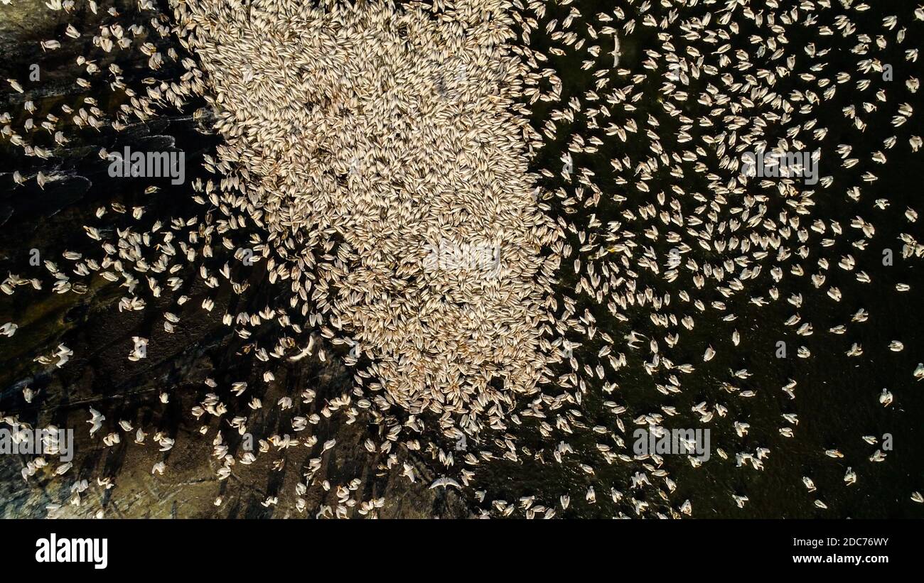 Drone photography of a large flock of  great white pelican (Pelecanus onocrotalus) also known as the eastern white pelican, rosy pelican or white peli Stock Photo
