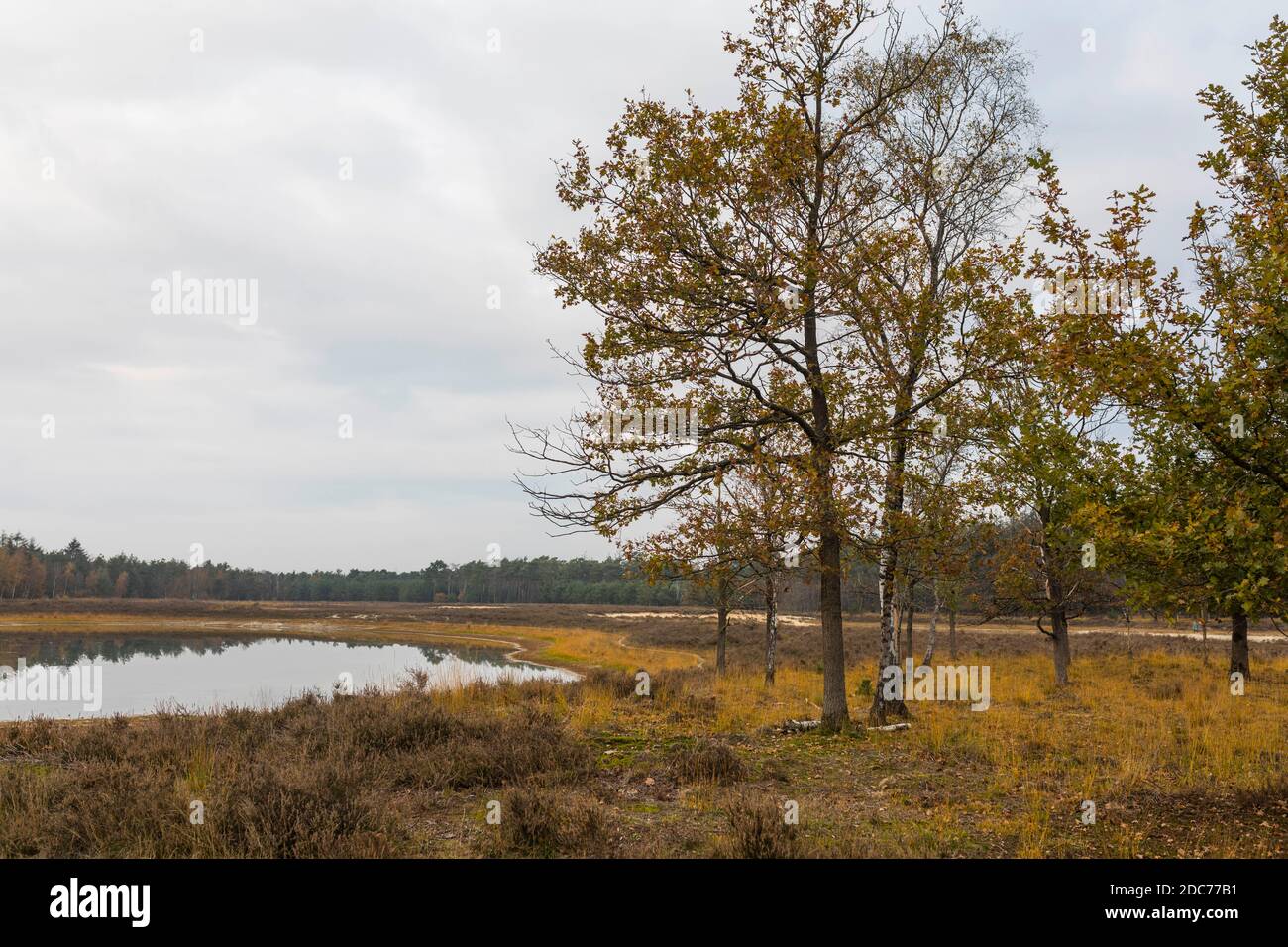 Oak trees in autumn at beautiful lake at nature reserve "Heihorsten" in the Netherlands Stock Photo