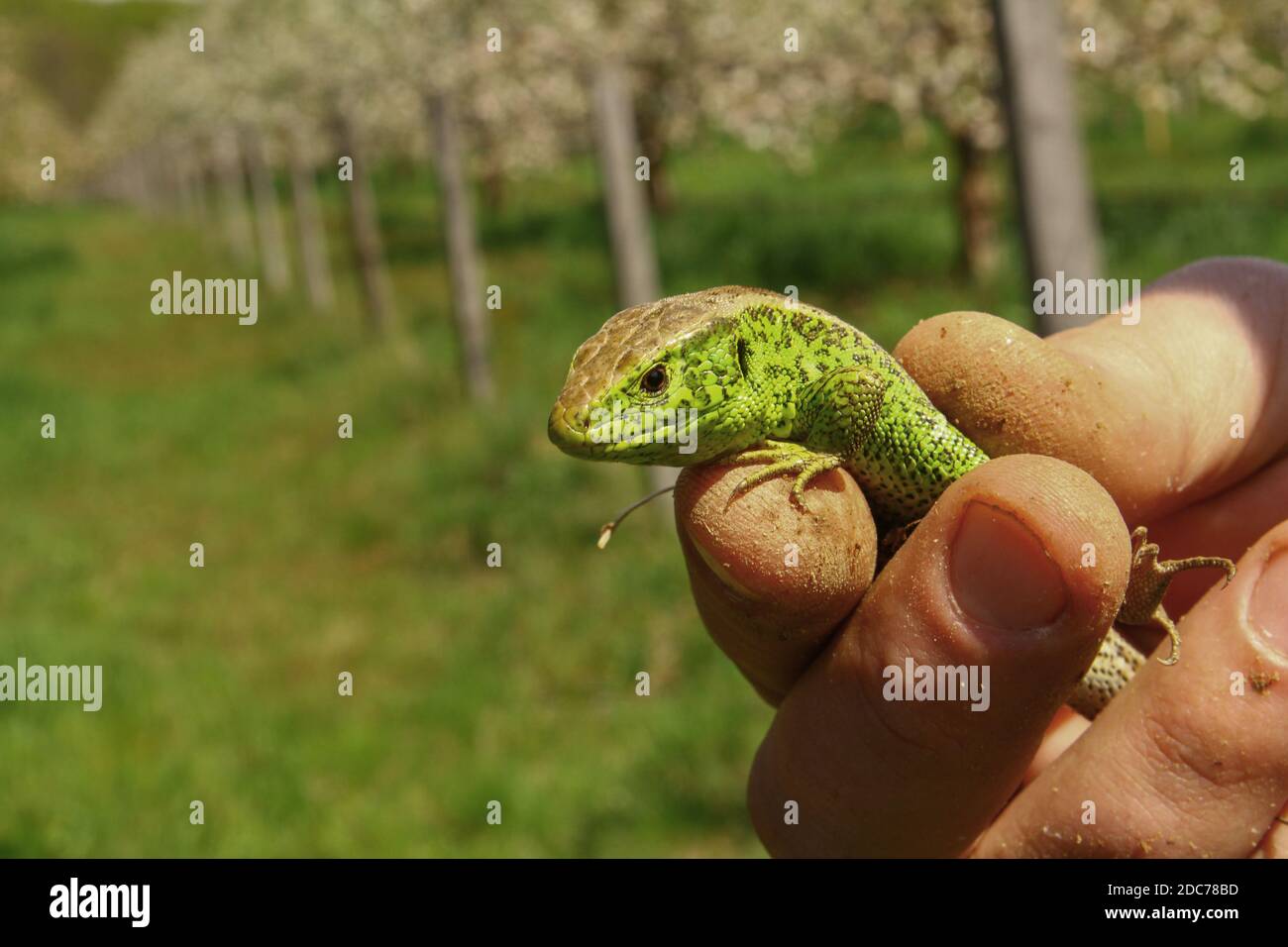 A lizard in a man's hand Stock Photo