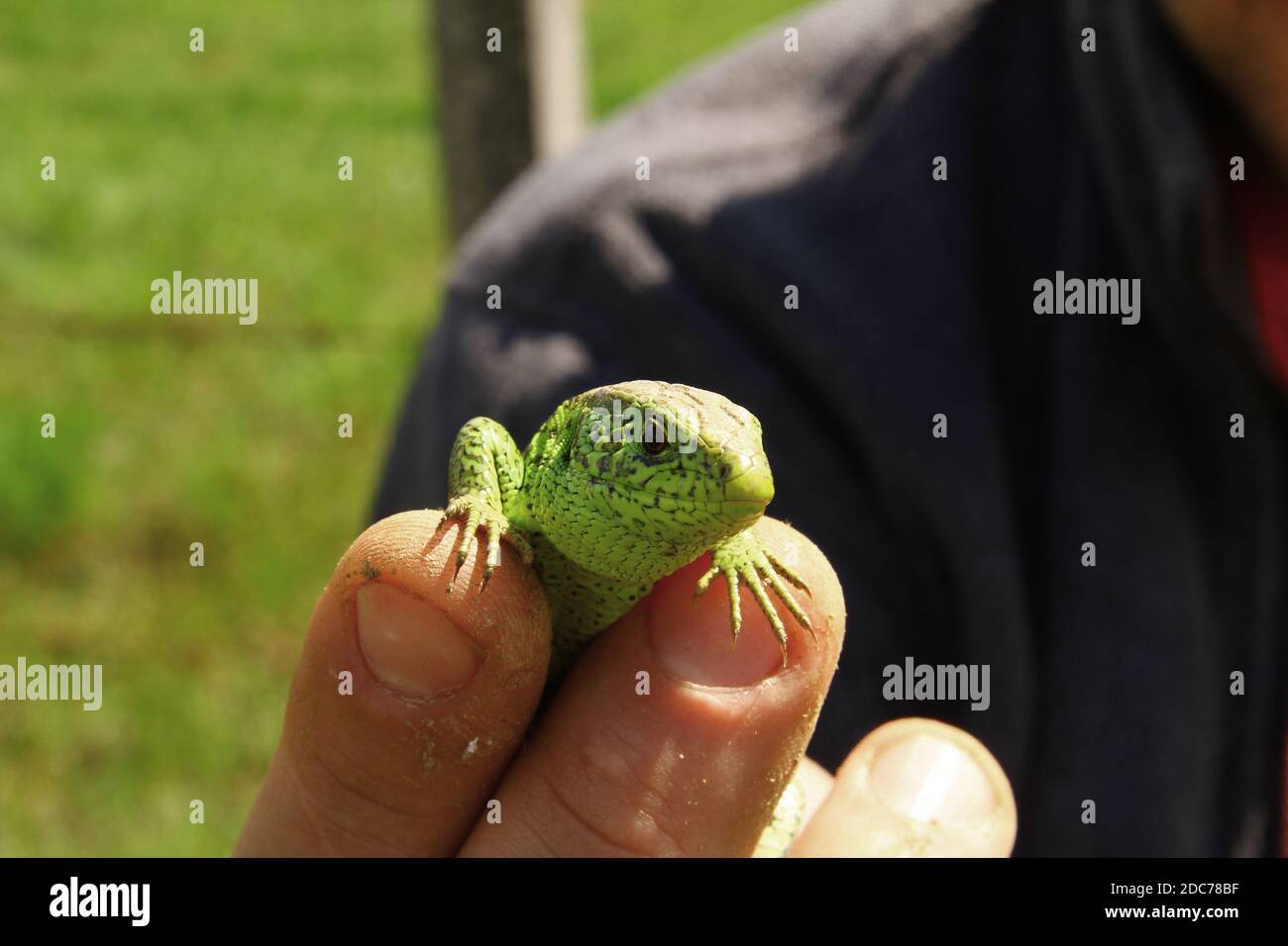 A lizard in a man's hand Stock Photo