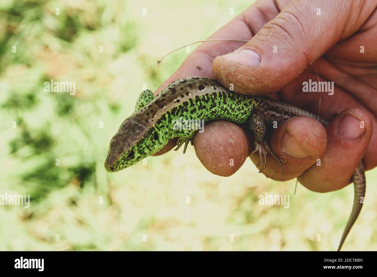 A lizard in a man's hand Stock Photo