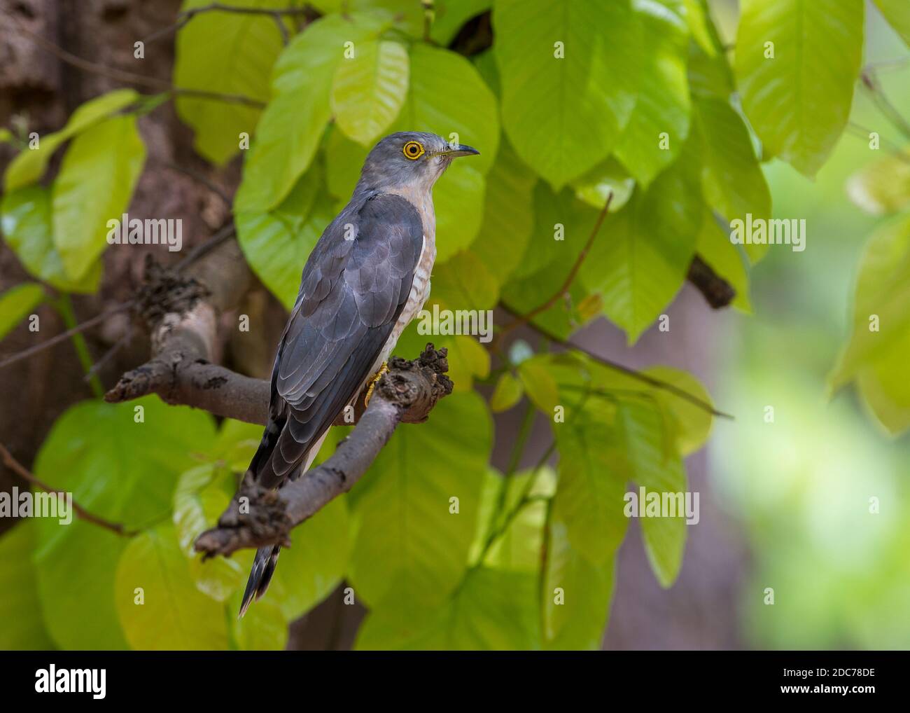 Common hawk-cuckoo perched in a leafy tree Stock Photo