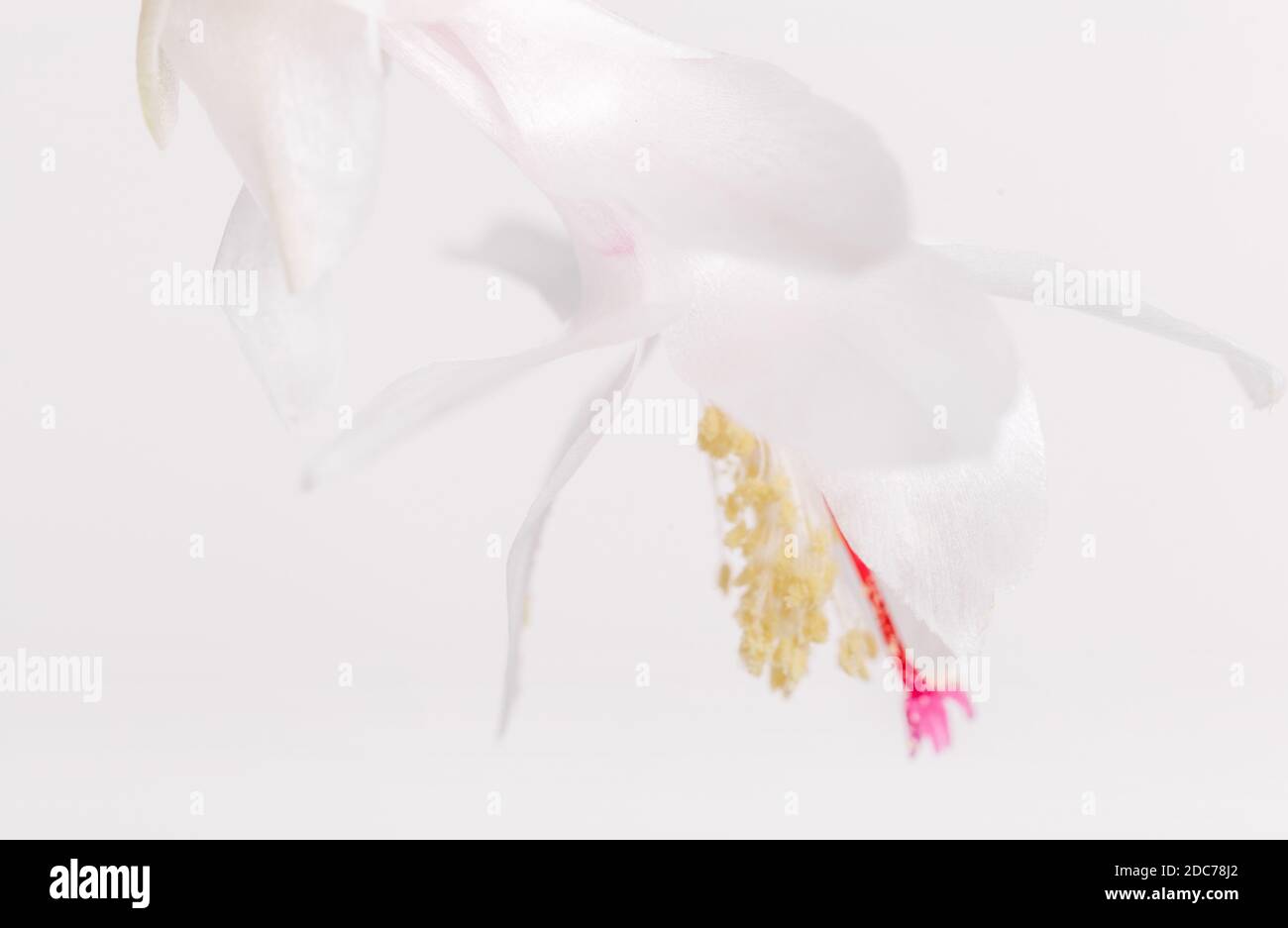 Exotic white flower Christmas Cactus, Epiphyllanthus, schlumbergera, zygocactus close up on white background Stock Photo