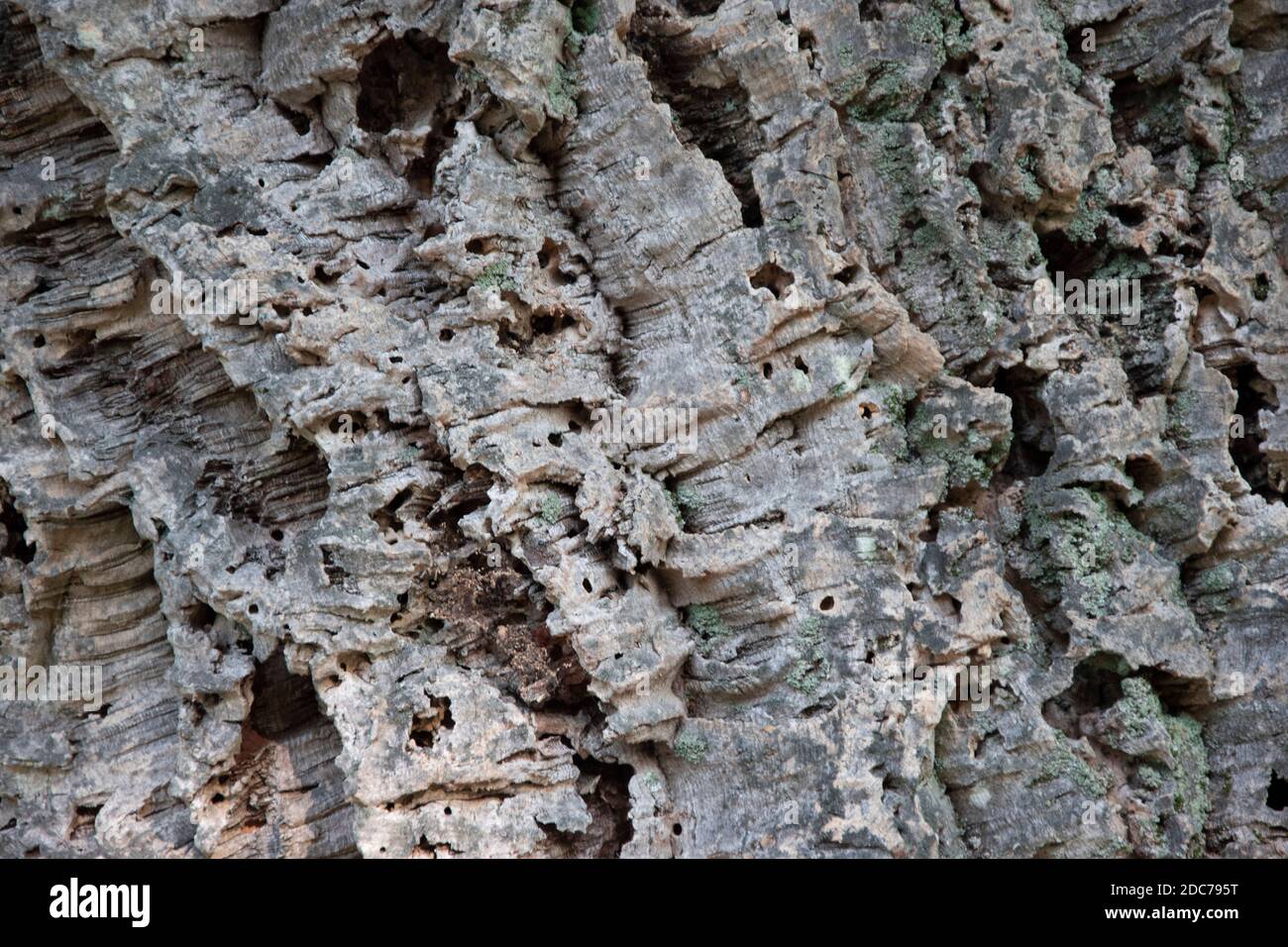 Bark of the trunk of a cork tree, close-up photo Stock Photo