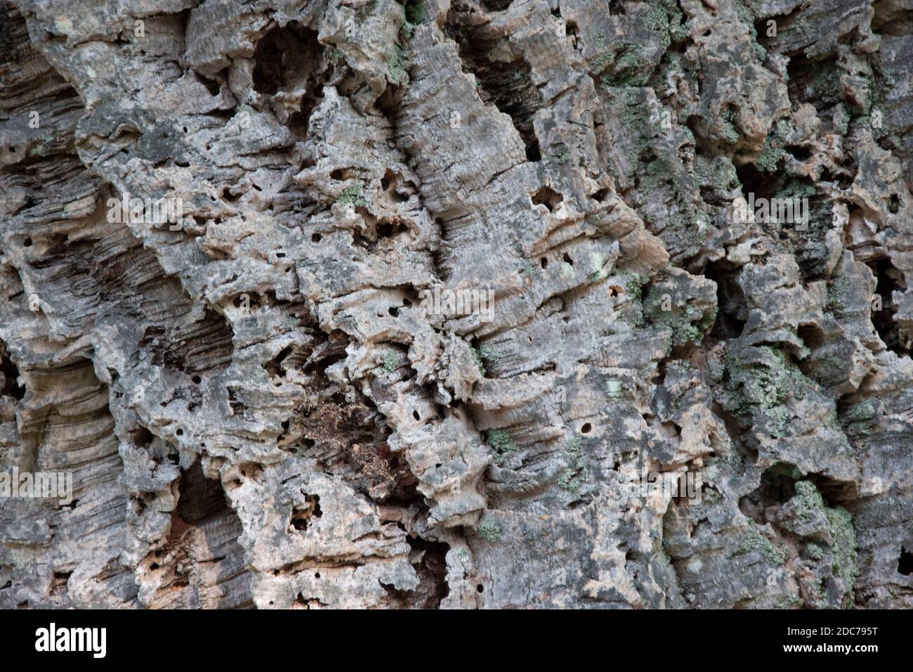 Bark of the trunk of a cork tree, close-up photo Stock Photo - Alamy