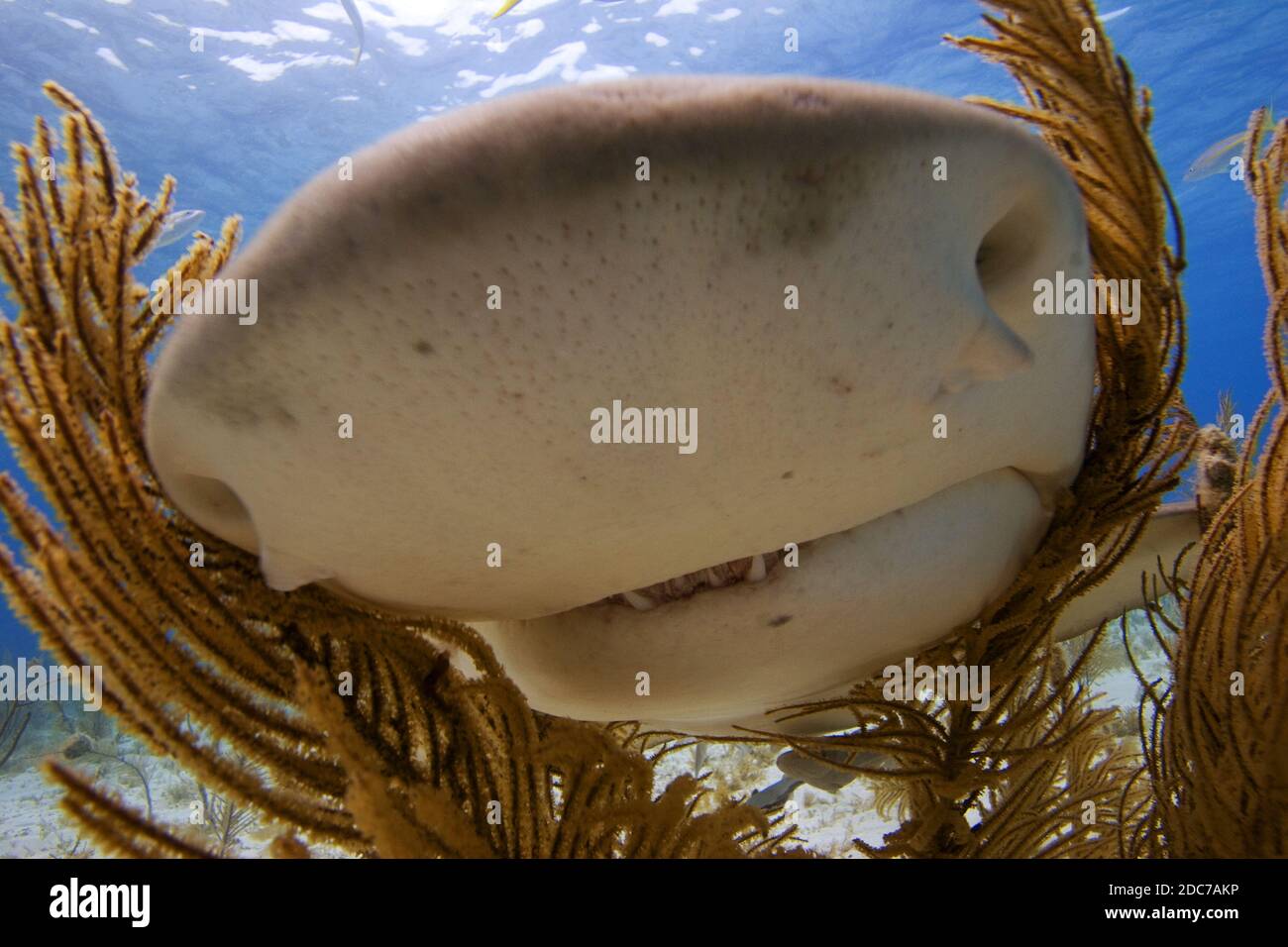 Ocean animals hires stock photography and images Alamy
