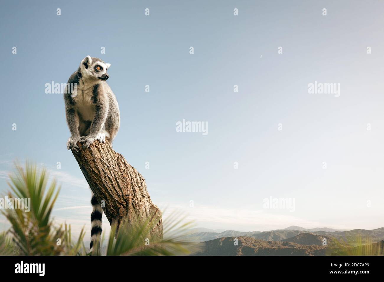 Ring-tailed lemur sitting on a tree Stock Photo