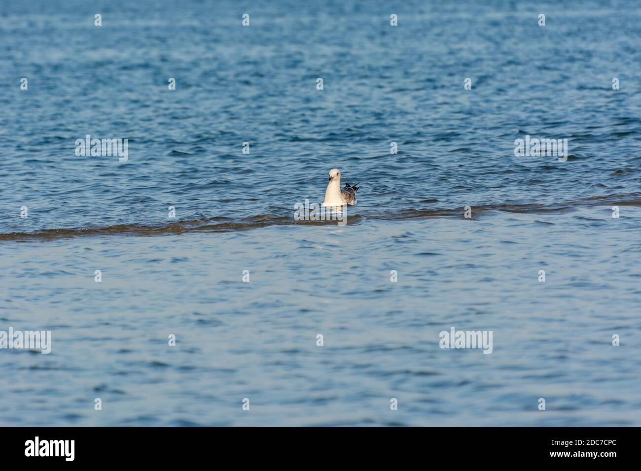 A seagull swimming in the sea in Dammam, Kingdom of Saudi Arabia Stock Photo