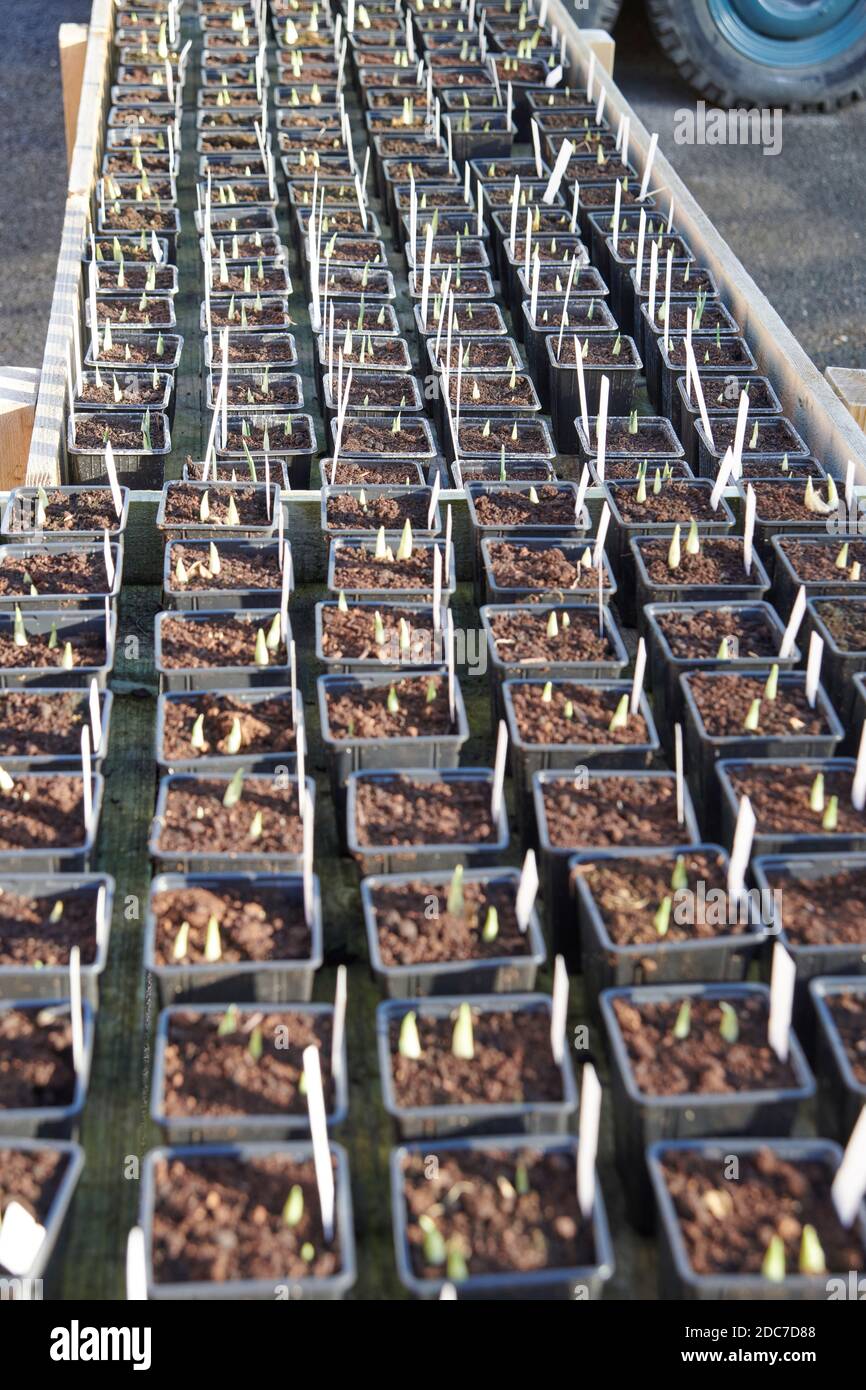 Iris reticulata in pots hires stock photography and images Alamy