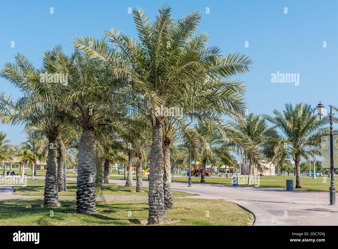 Green date palm trees in the corniche park in Dammam, Saudi Arabia