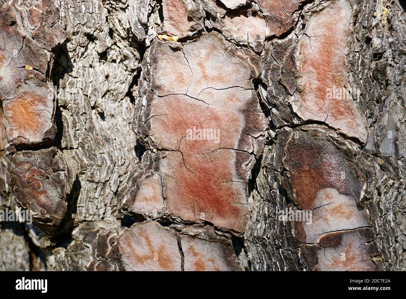 Fissures in the bark of Maritime pine (Pinus pinaster) (cluster pine) in the Alpujarra, Andalucía Stock Photo