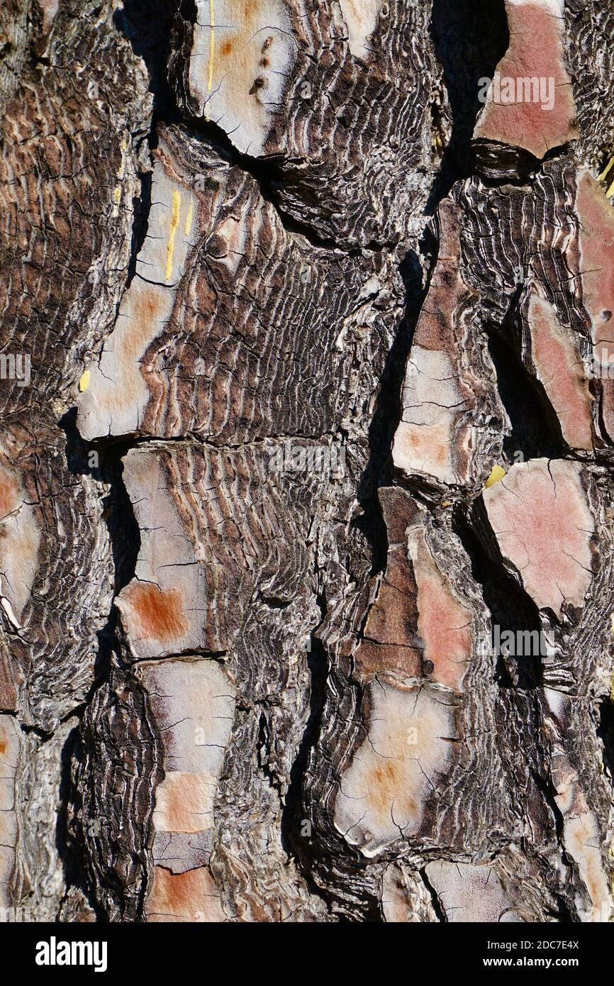 Fissures in the bark of Maritime pine (Pinus pinaster) (cluster pine) in the Alpujarra, Andalucía Stock Photo