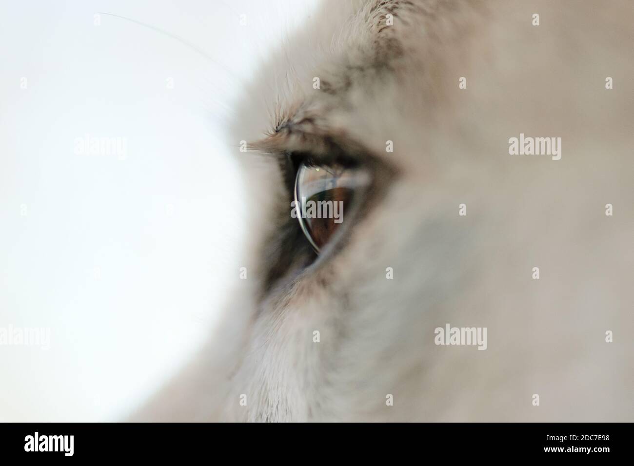 close up of eye of a dog Stock Photo