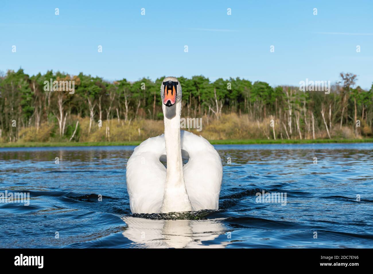 Front view of white elegant Mute Swan on the water. Stock Photo