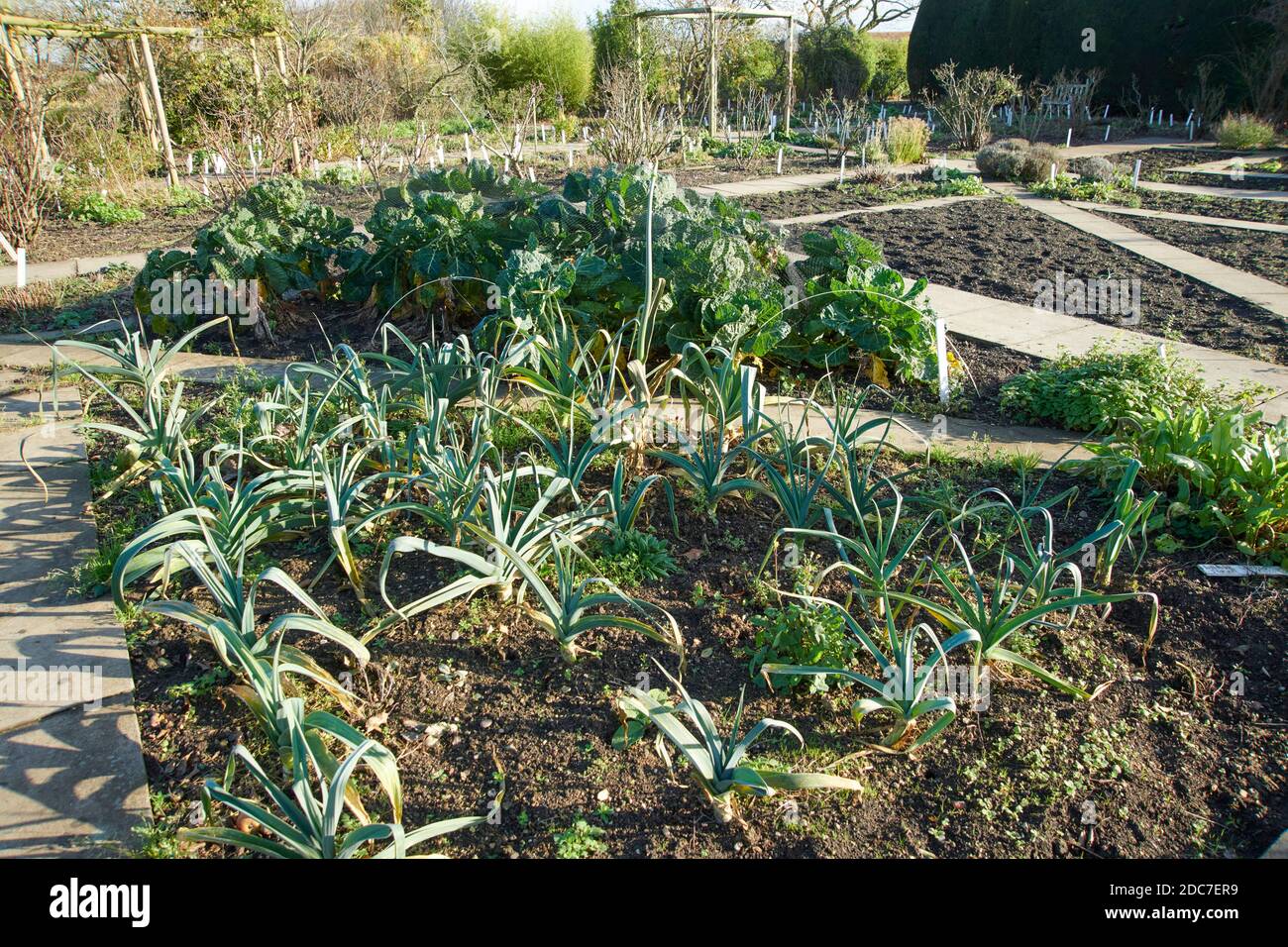 Leeks Plot Winter leeks growing in an allotment plot, one plant has run to seed ...