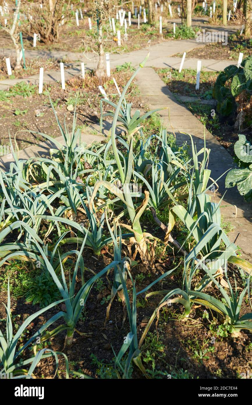 Leeks Plot Winter leeks growing in an allotment plot, one plant has run to seed ...