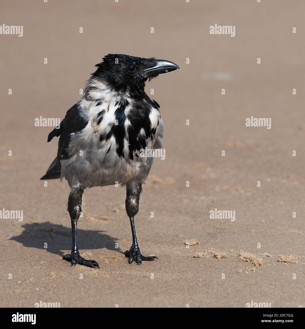 One big black crow close up. Crow walking near the sea. Symbol of death