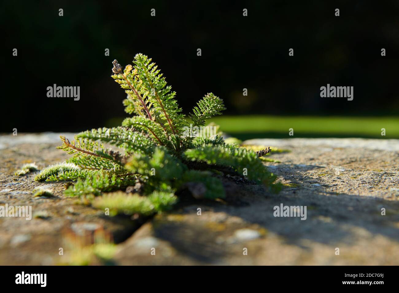 Polystichum Setiferum Plumosum fern growing on an old wall England, Uk, Gb. Stock Photo