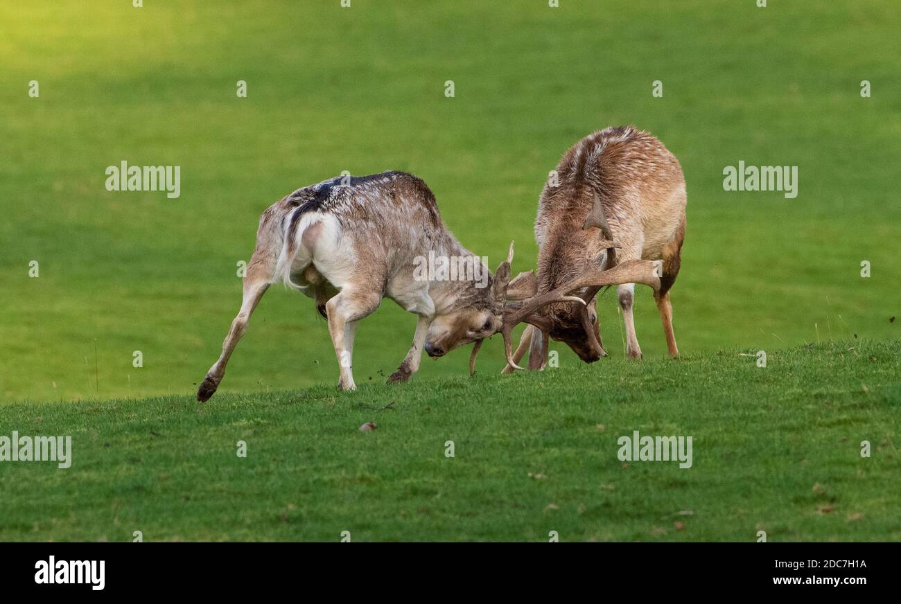 Milnthorpe, Cumbria, UK. 19th Nov, 2020. Fallow deer stags fighting in the evening sunshine during the rutting season at Milnthorpe, Cumbria. UK Credit: John Eveson/Alamy Live News Stock Photo