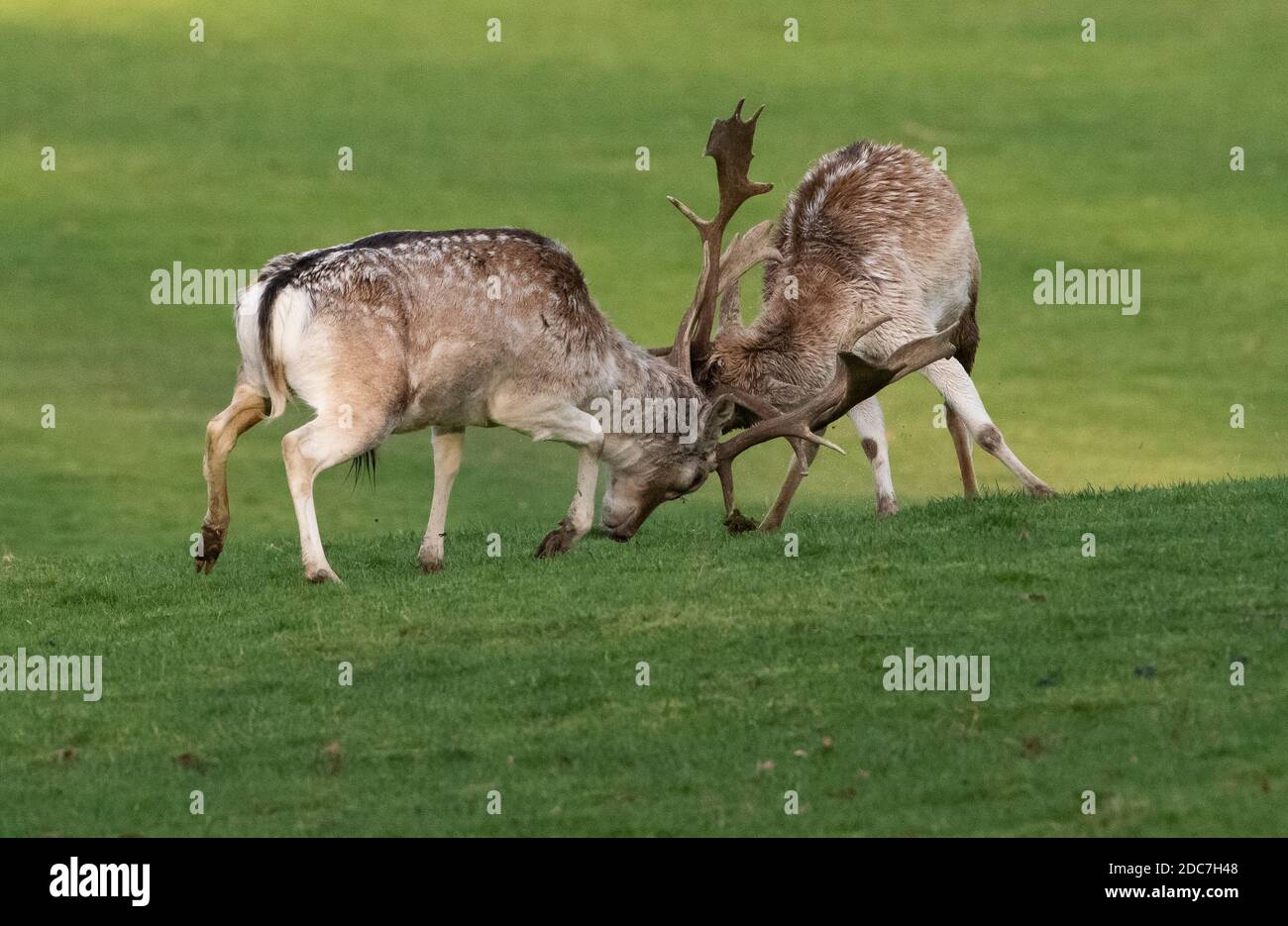 Milnthorpe, Cumbria, UK. 19th Nov, 2020. Fallow deer stags fighting in the evening sunshine during the rutting season at Milnthorpe, Cumbria. UK Credit: John Eveson/Alamy Live News Stock Photo