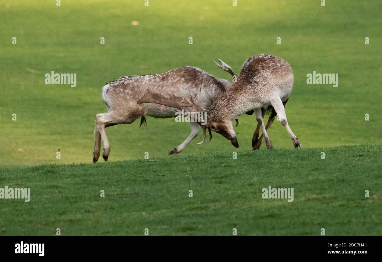 Milnthorpe, Cumbria, UK. 19th Nov, 2020. Fallow deer stags fighting in the evening sunshine during the rutting season at Milnthorpe, Cumbria. UK Credit: John Eveson/Alamy Live News Stock Photo