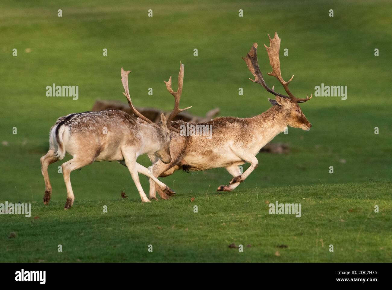 Milnthorpe, Cumbria, UK. 19th Nov, 2020. Fallow deer stags fighting in the evening sunshine during the rutting season at Milnthorpe, Cumbria. UK Credit: John Eveson/Alamy Live News Stock Photo