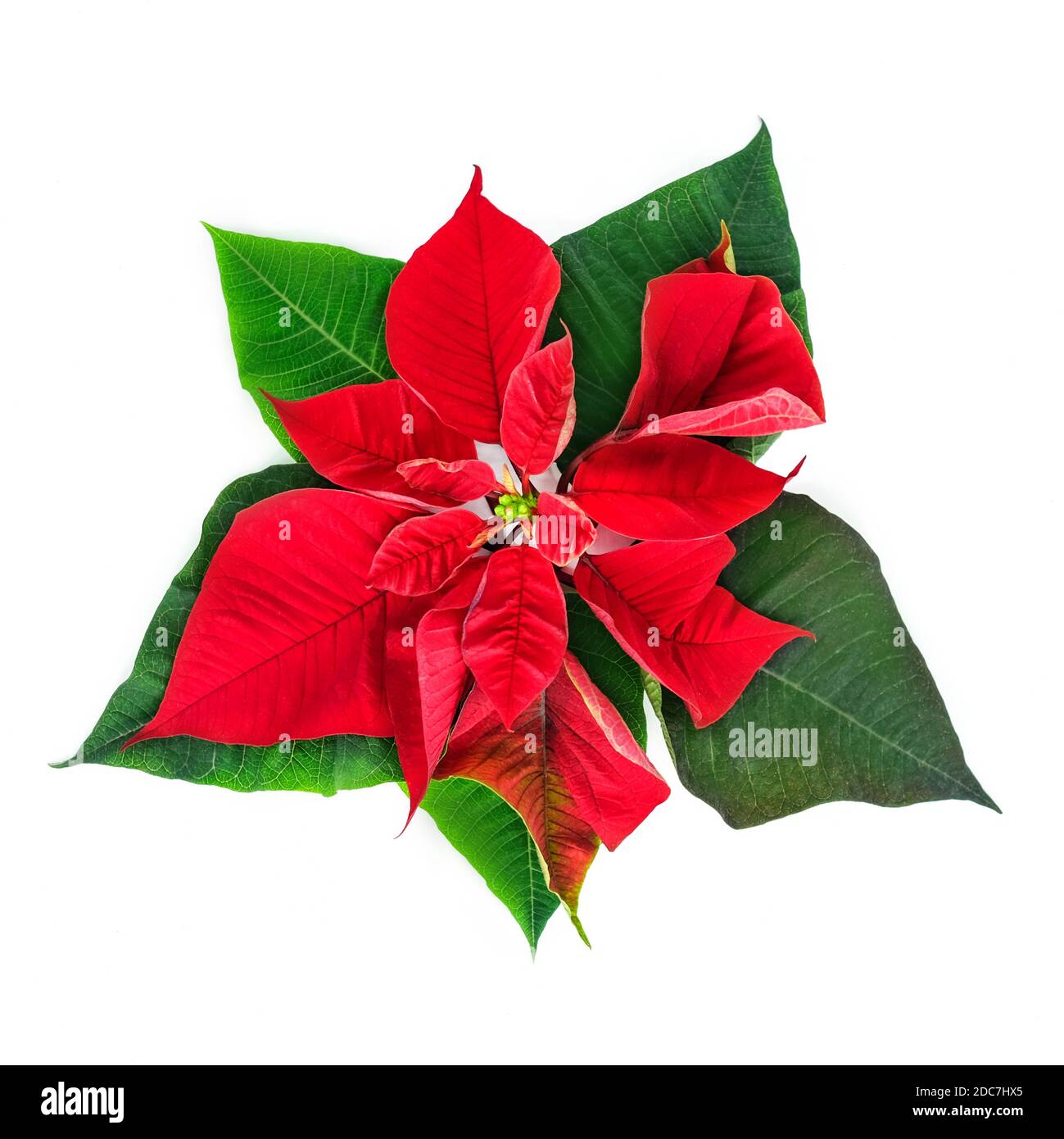 Christmas red flower on the white background. Stock Photo