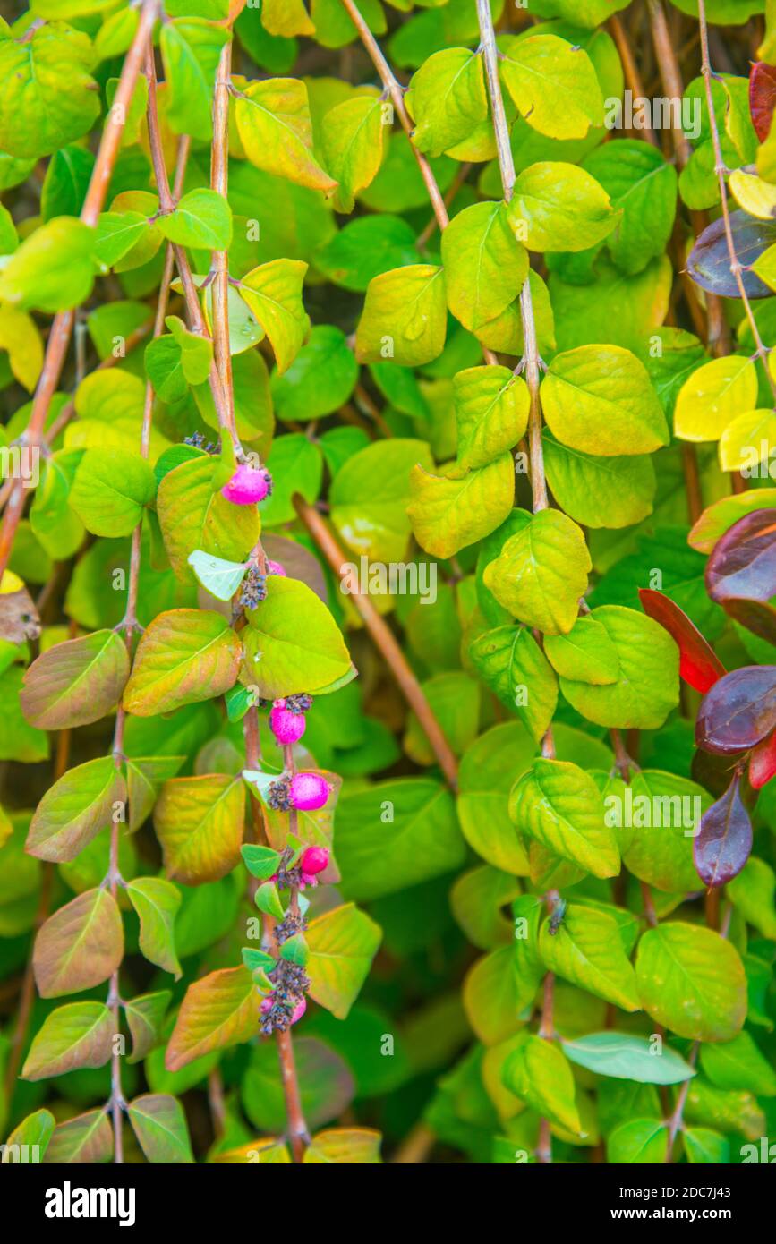Leaves  and berries. Stock Photo
