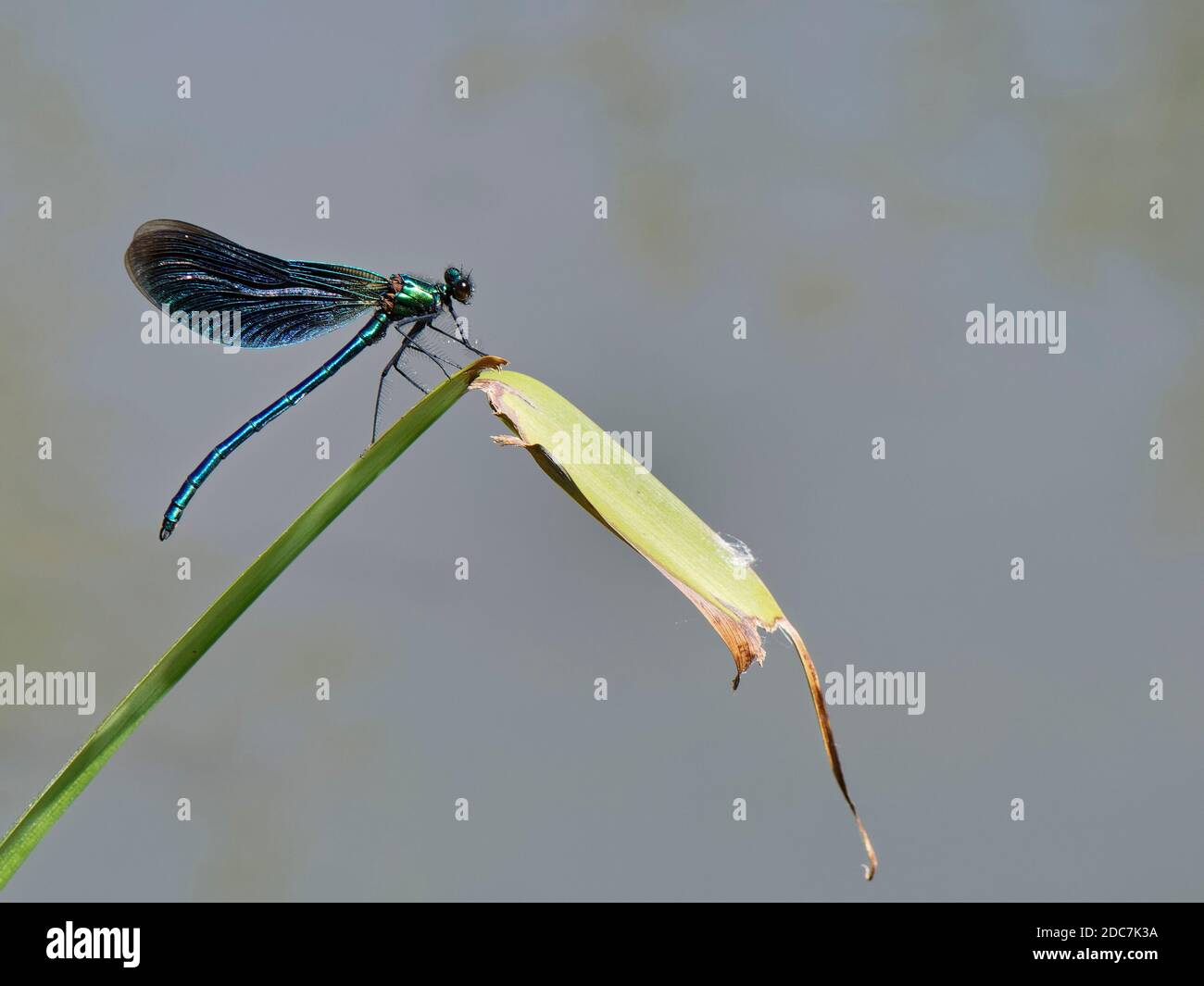 Beautiful demoiselle damselfly (Calopteryx virgo) male resting on a river bank reed, Wiltshire, UK, May. Stock Photo