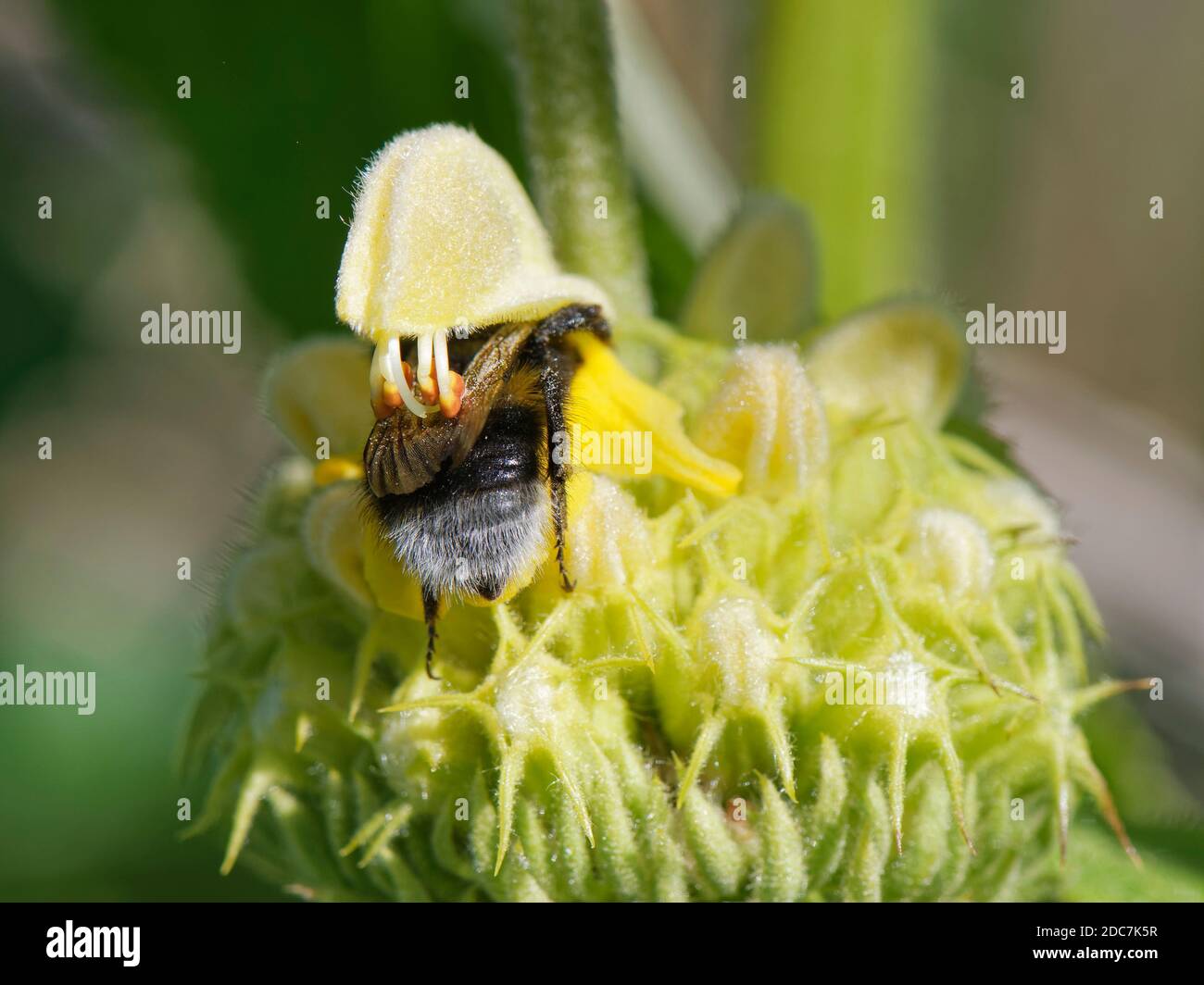 Buff-tailed bumblebee (Bombus terrestris) visiting Turkish sage (Phlomis russeliana) flower whose anthers have been triggered to lower onto its back. Stock Photo