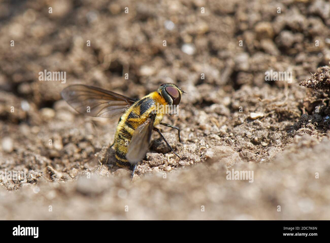 Downland villa bee fly (Villa cingulata) a Red data book species rubbing the tip of her abdomen in loose soil to fill her sand chamber and coat eggs. Stock Photo