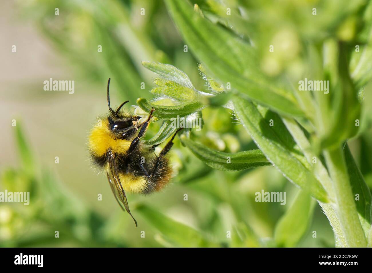 Early bumblebee (Bombus pratensis) nectaring on Common gromwell (Lithospermum officinale) on chalk grassland slope, Bath and North-east Somerset, UK. Stock Photo