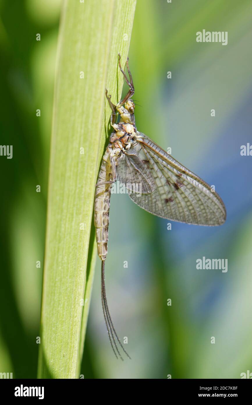 The Mayfly… Ephemera danica – fly fishing's national bird around