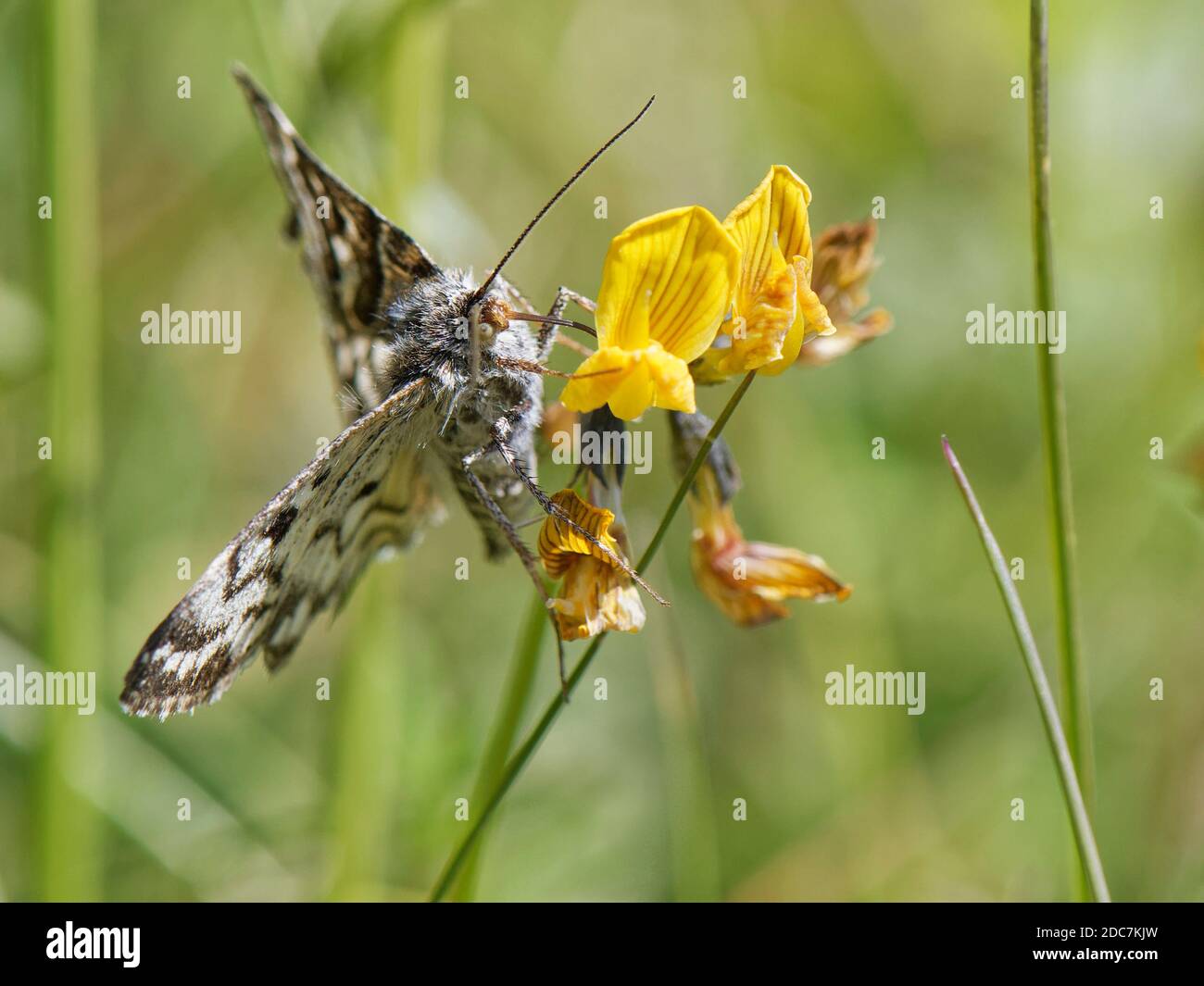 Mother Shipton moth (Callistege mi) nectaring on Horseshoe vetch (Hippocrepis comosa) flowers on a chalk grassland slope, Wiltshire, UK. Stock Photo