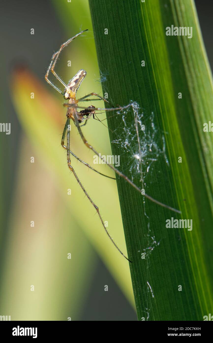 Long-jawed orbweaver / Common Stretch spider (Tetragnatha extensa) with small insect prey on a river bank reed leaf, Wiltshire, UK, May. Stock Photo