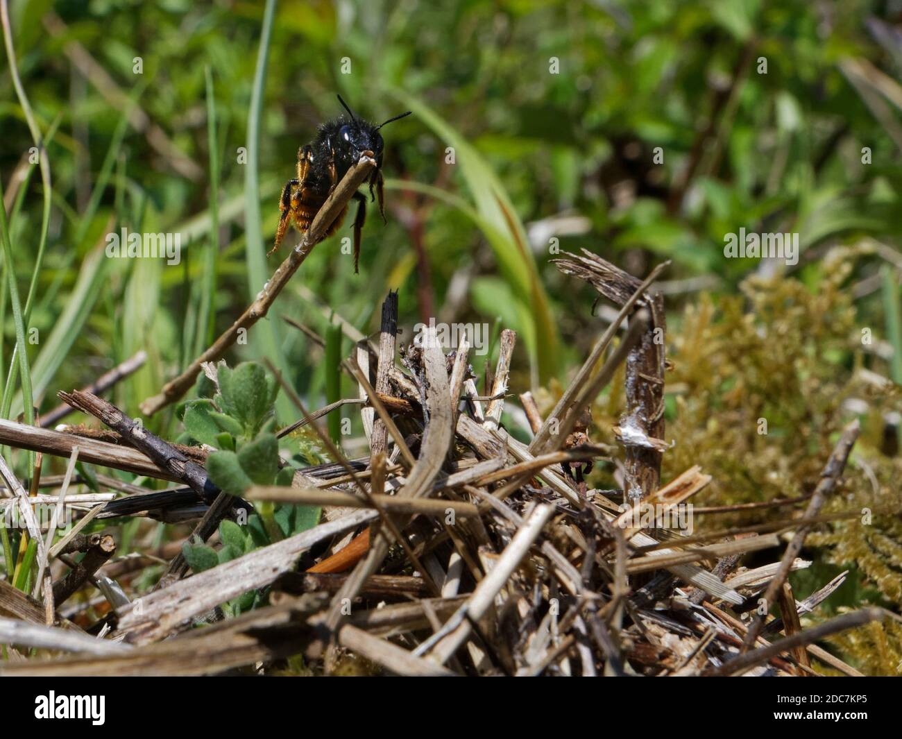 Two-coloured mason bee (Osmia bicolor) flying in with a stick to camouflaging her nest in a  Brown-lipped snail shell, chalk grassland, Somerset, UK. Stock Photo