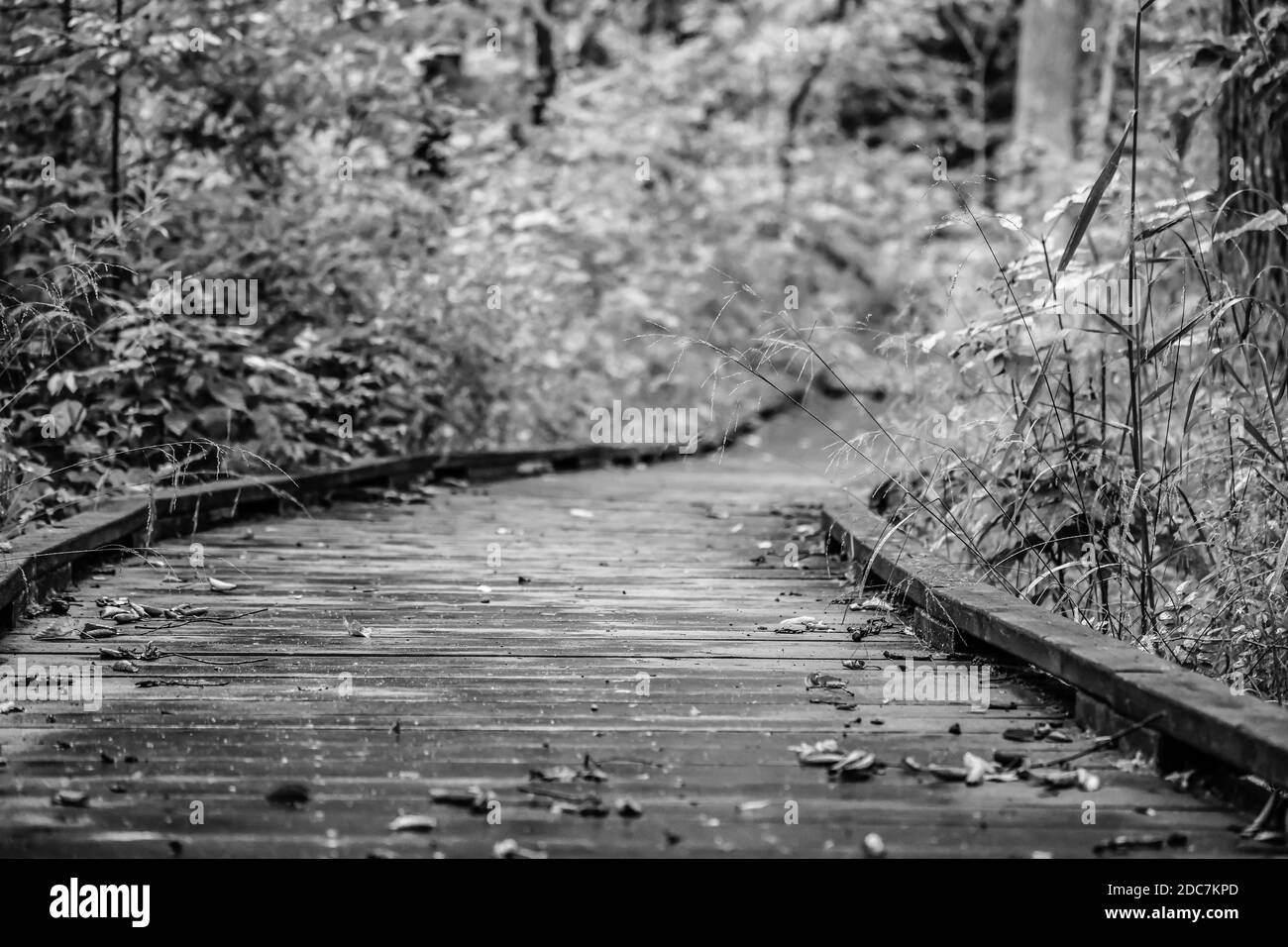 Empty wooden boardwalk hiking trail path through the forest preserve ...