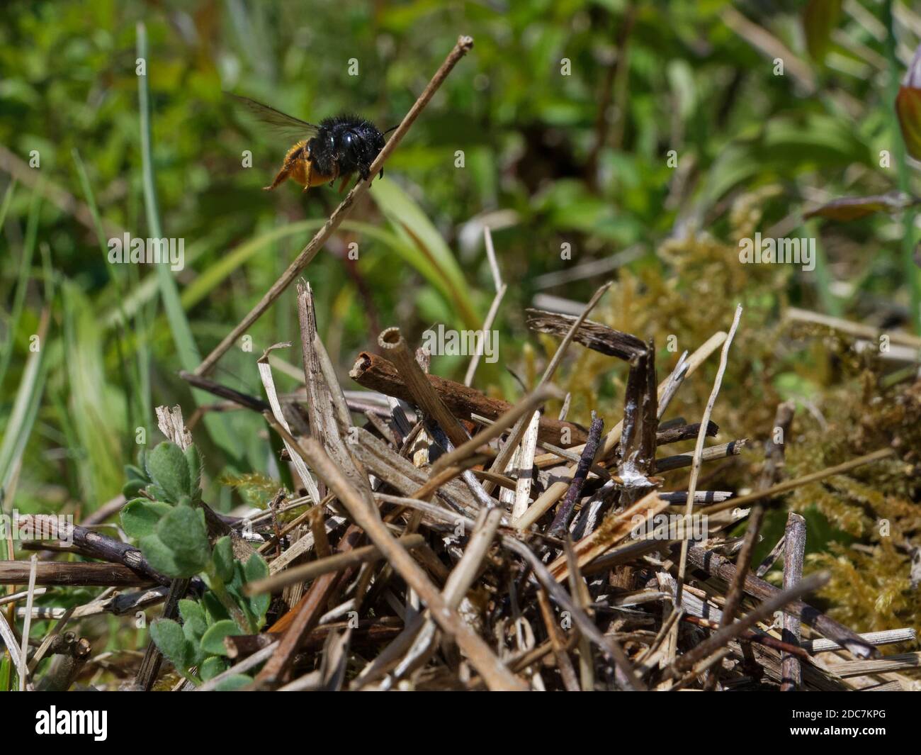 Two-coloured mason bee (Osmia bicolor) flying in with a stick to camouflaging her nest in a  Brown-lipped snail shell, chalk grassland, Somerset, UK Stock Photo