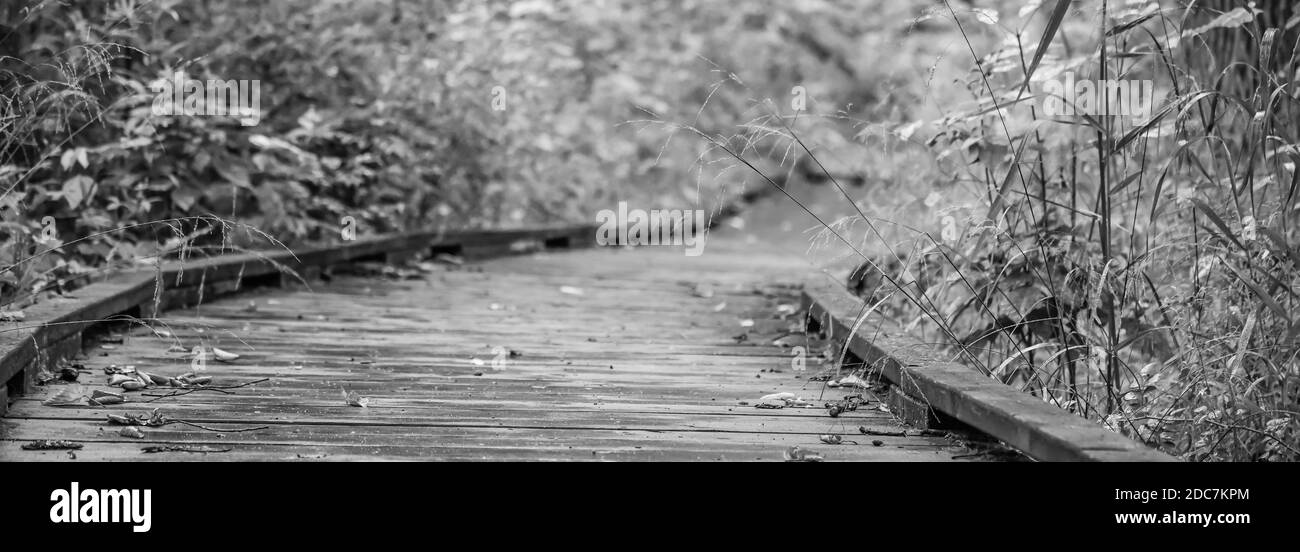 Empty wooden boardwalk hiking trail path through the forest preserve ...